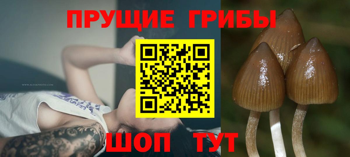 Псилоцибиновые грибы MAGIC MUSHROOMS  Вход с VPN  Назарово 